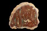 Petrified Wood (Araucaria) Limb - Madagascar #158125-1